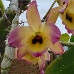 Dendrobium nobile Flower