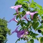 Ipomoea cairicaFlower