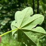 Alchemilla glabra Liść