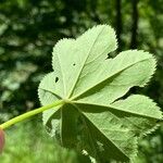 Alchemilla glabra Foglia