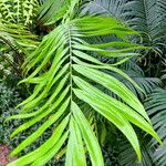 Zamia fairchildiana Liść