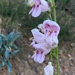 Penstemon palmeri Flor