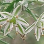 Albuca bracteata Flor