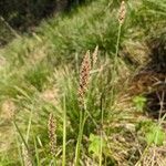 Carex paniculata Kvet