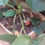 Fragaria vesca Fruchs