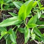 Commelina africana Leaf