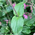 Silene pendula Blad