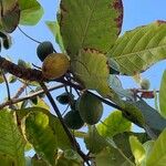 أنواع غير معروفةFruit