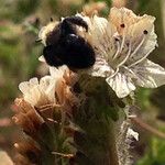 Phacelia distans Flower