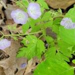 Phacelia bipinnatifida Flower