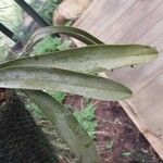 Epidendrum ciliare Leaf