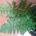Dryopteris intermedia Hoja