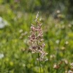 Agrostis stolonifera Květ