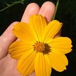 Cosmos sulphureus Kvet