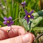 Solanum dulcamara फूल