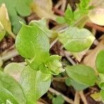 Stellaria media Blad