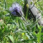 Carthamus caeruleus 葉