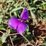 Vigna frutescens Blomma