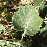 Populus euphratica Yaprak