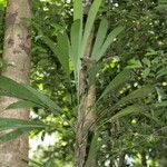 Evodianthus funifer Blad