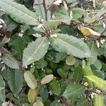 Elaeagnus pungens पत्ता