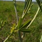 Baptisia alba Lapas