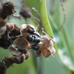 Cossinia pinnata Плод