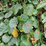 Begonia grandisഇല