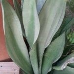 Agave shaferi Blad