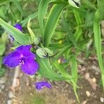 Tradescantia virginianaFloro