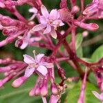 Fuchsia corymbiflora Blüte