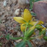 Hypericum linariifolium 花