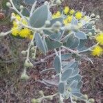 Acacia podalyriifolia Hoja