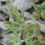 Campanula fritschii Ostatní