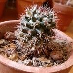 Mammillaria voburnensis 葉