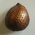 Salacca zalacca മറ്റ്
