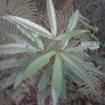 Vepris lanceolata Leaf