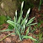 Galanthus plicatus ᱥᱟᱠᱟᱢ