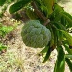 Annona squamosa Vrucht