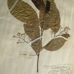 Cryptocarya amygdalina Otro