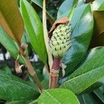 Magnolia grandifloraFlors