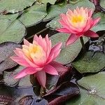 Nymphaea candida Flower