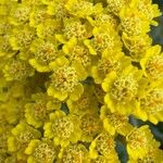 Achillea clypeolata Flower