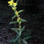 Solidago caesia Leaf