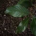 Viburnum sieboldiiLeaf