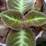 Episcia cupreata Fuelha