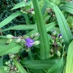 Tradescantia × andersoniana Kvet