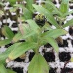 Zinnia spp. Leaf