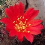 Rebutia minuscula Цвят