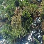 Araucaria columnaris Hoja
